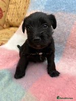 Miniature Schnauzer dogs KC BLACK MINIATURE SCHNAUZER GIRL PUPPY - Advert 9