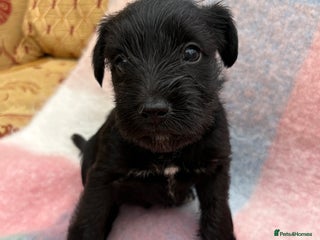 Miniature Schnauzer dogs - Advert 1