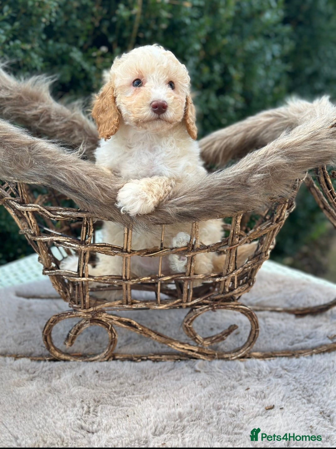 Miniature Poodle dogs for sale: Stunning miniature poodle  - Advert 14