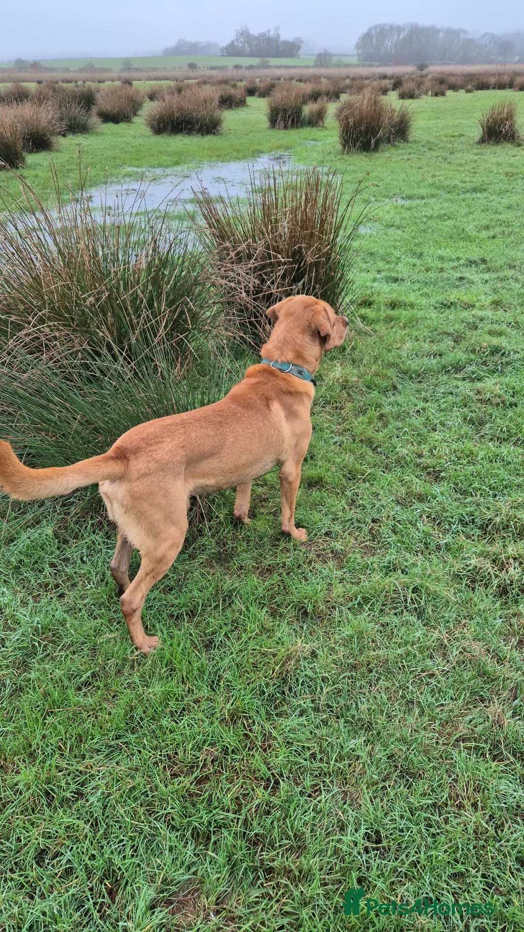 Labrador Retriever dogs for stud: Fox Red Labrador -  STUD ONLY - Advert 2