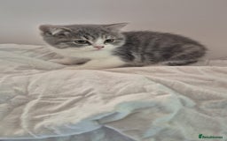 British Shorthair cats for sale: Purebred blue/White British Shorthair Kittens - Image 3