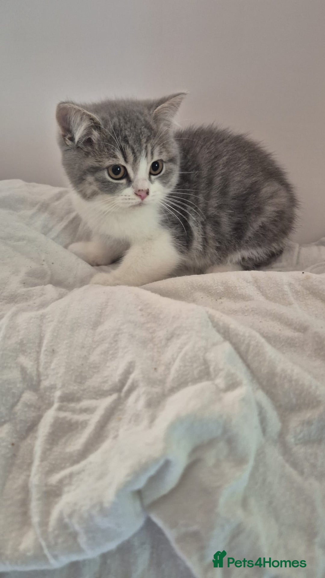 British Shorthair cats for sale: Purebred blue/White British Shorthair Kittens - Image 3