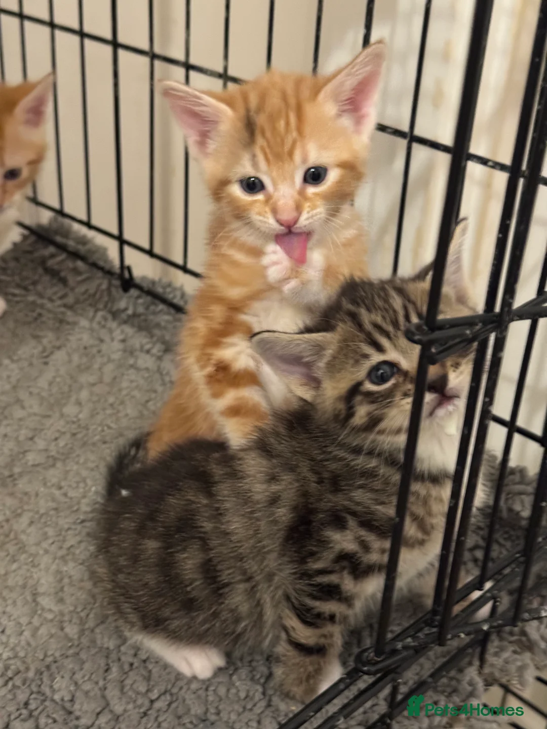 American Shorthair cats for sale: Beautiful Rare GingerKittens Alonghair X BSH cross - Advert 38