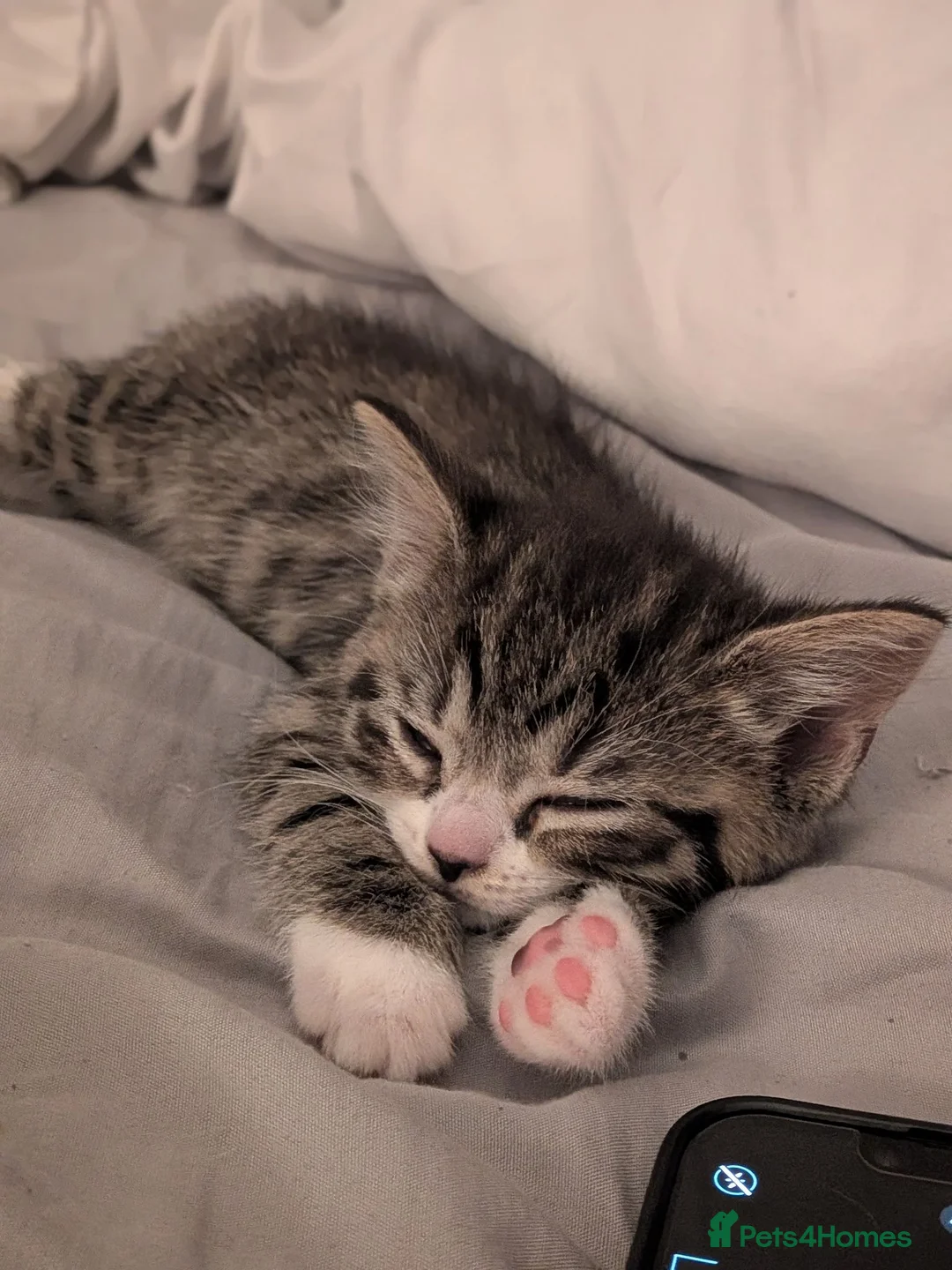 Mixed Breed cats for sale: Beautiful girl tabby kitten  - Advert 2