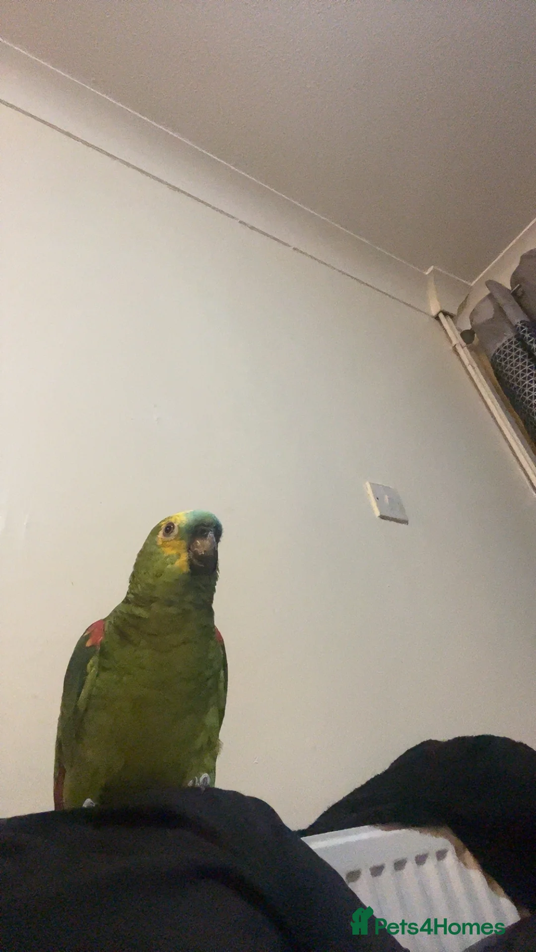 Parrots birds for sale: Amazon Parrot For sale  - Advert 1