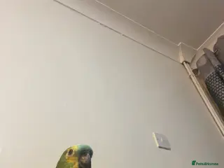 Parrots birds Amazon Parrot For sale - Advert 3