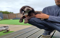 Cocker Spaniel dogs for sale: Working cocker spaniel  - Image 2