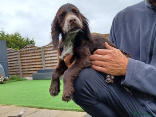 Cocker Spaniel dogs Working cocker spaniel - Advert 14