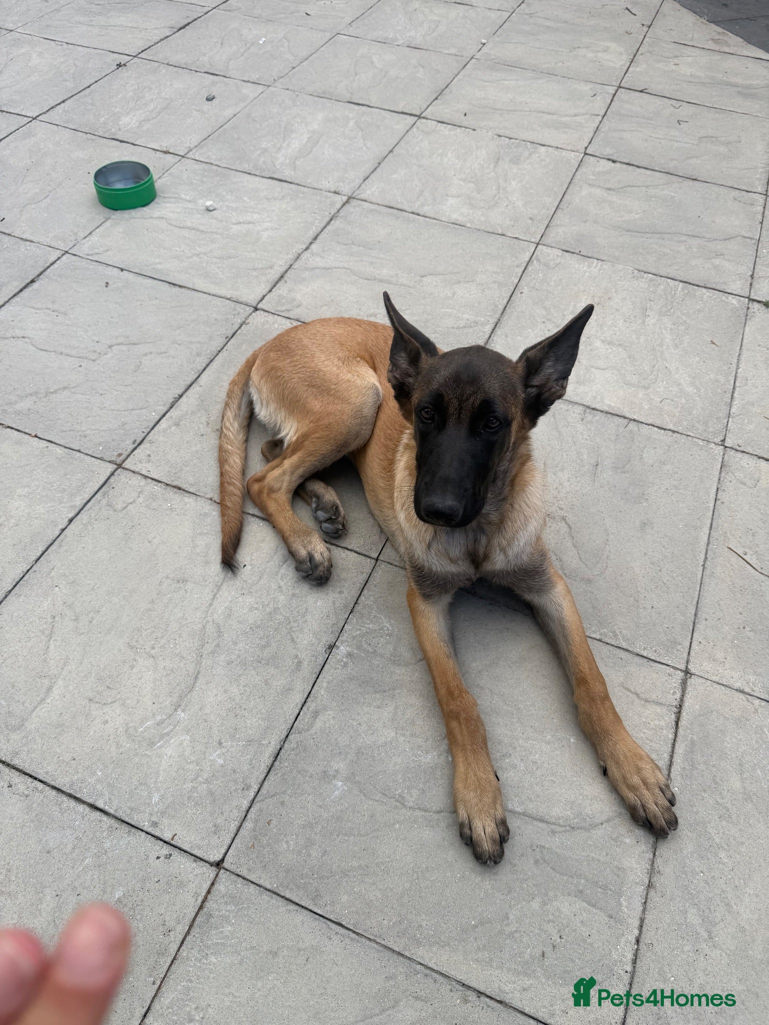 Belgian Shepherd Dog dogs female - Advert 2