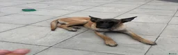 Belgian Shepherd Dog dogs for sale: female in West Drayton - Advert 2