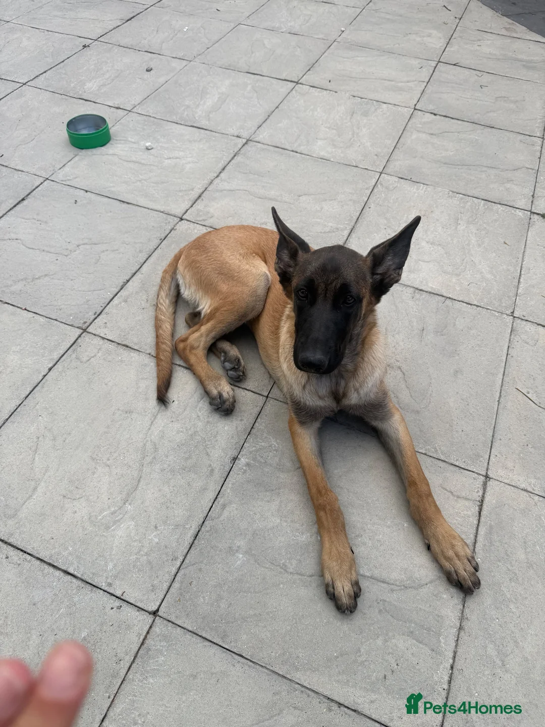 Belgian Shepherd Dog dogs for sale: female in West Drayton - Advert 2