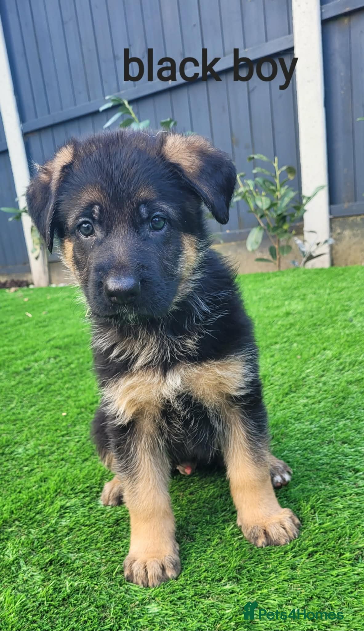 German Shepherd dogs 4 generation German shepard (shorthair) - Advert 5