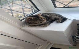 Domestic Shorthair cats for sale: Cat for rehoming  - Image 2