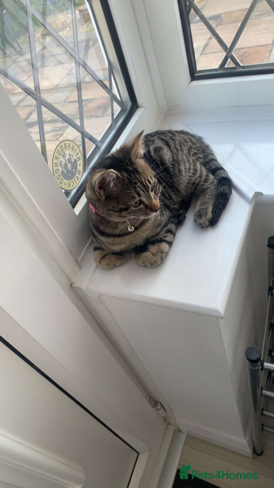 Domestic Shorthair cats for sale: Cat for rehoming  - Image 2