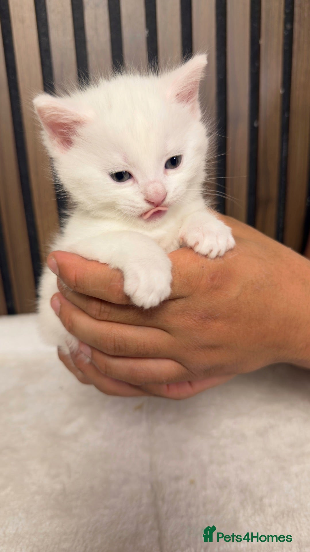 British Longhair cats 6 Fluffy White or Black Kittens | Ready to go! - Advert 2