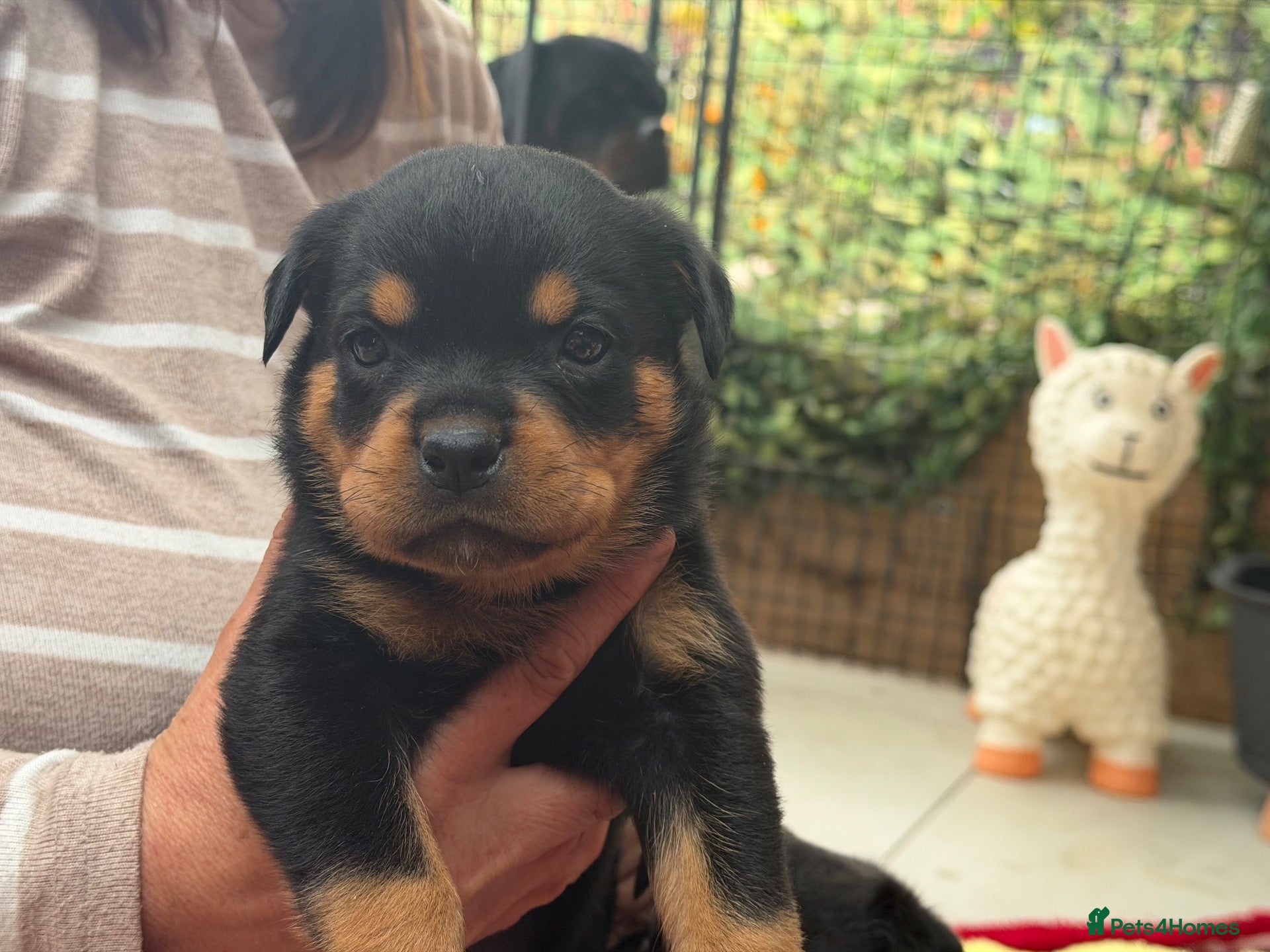 Rottweiler dogs 11 Gorgeous Purebred Rotties for Sale! - Advert 2