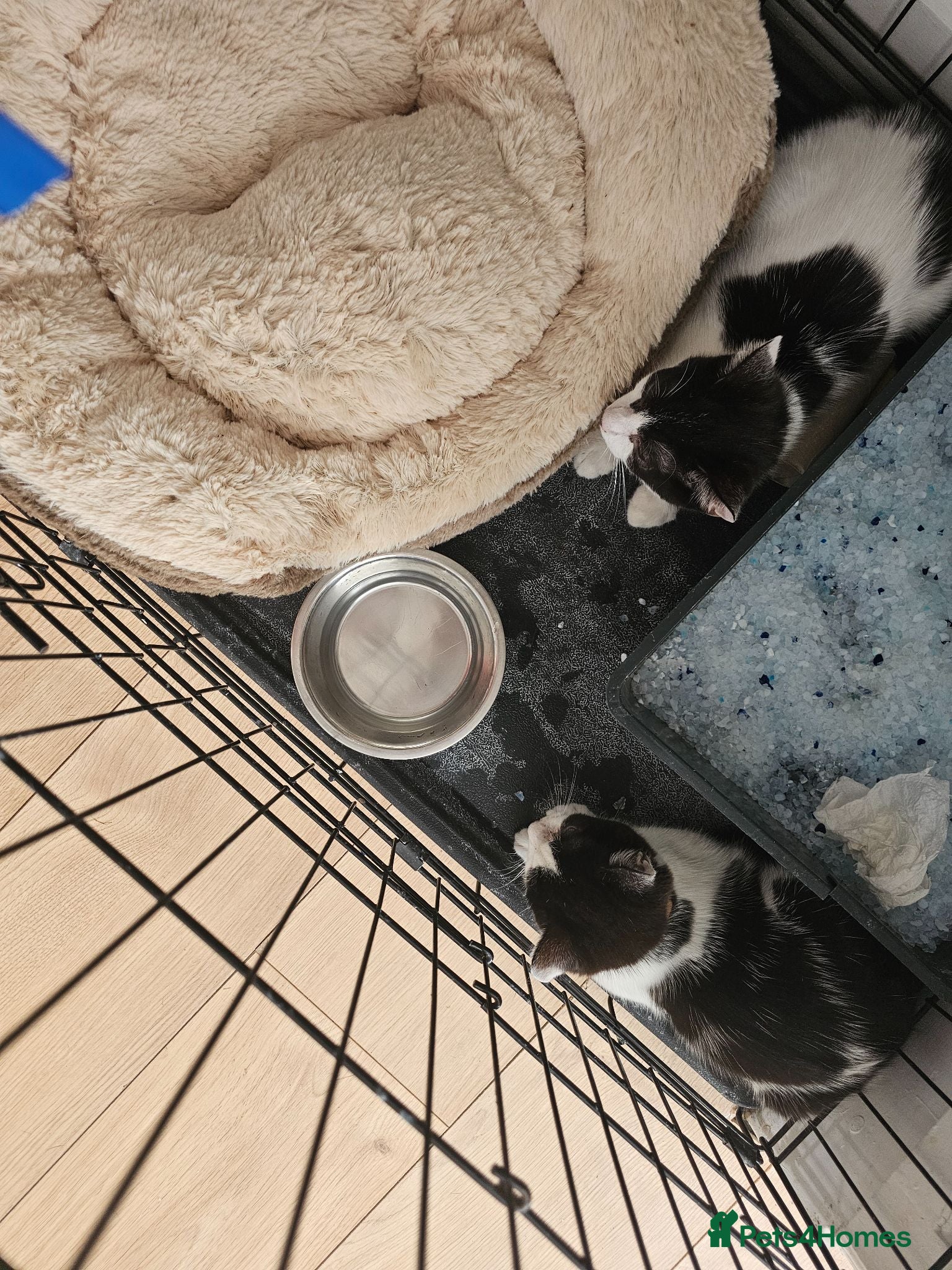Mixed Breed cats 2 male kittens 16 weeks old - Advert 6
