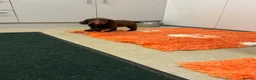 Cocker Spaniel dogs for sale:  Ready to leave ! Males & female available  - Advert 12