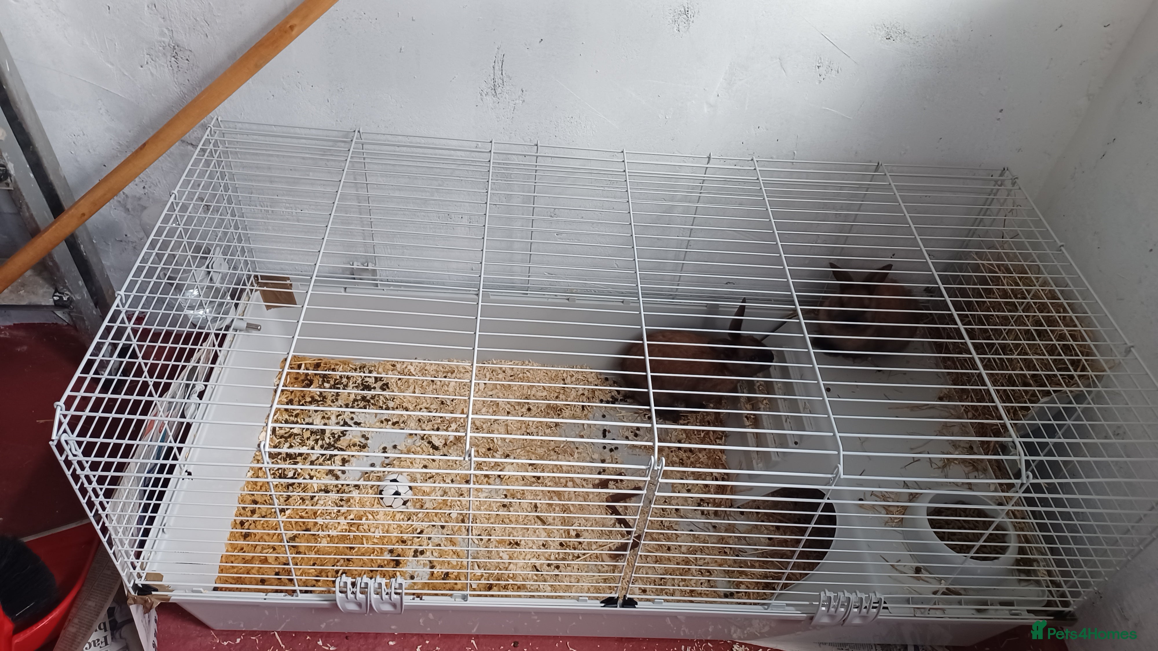 Lionhead rabbits 2 cute lionhead rabbits come with cage and food - Advert 6