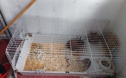 Lionhead rabbits for sale: 2 cute lionhead rabbits come with cage and food - Image 1