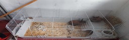 Lionhead rabbits for sale: 2 cute lionhead rabbits come with cage and food - Advert 1