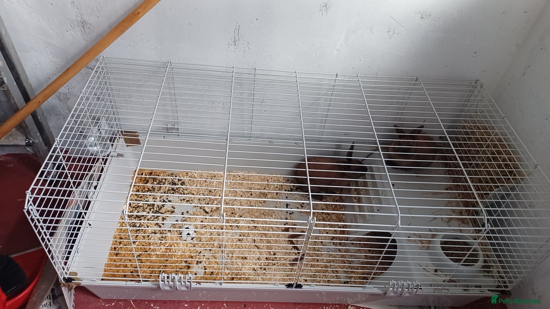 Lionhead rabbits for sale: 2 cute lionhead rabbits come with cage and food - Image 1