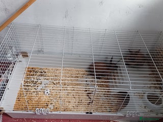 Lionhead rabbits - Advert 1