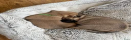 Jug dogs for sale: Jug Puppies For Sale - Advert 10