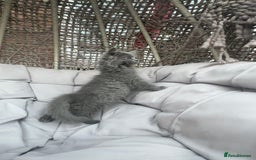 Scottish Fold cats for sale: Loved Sottish kittens to go x2 - Image 9