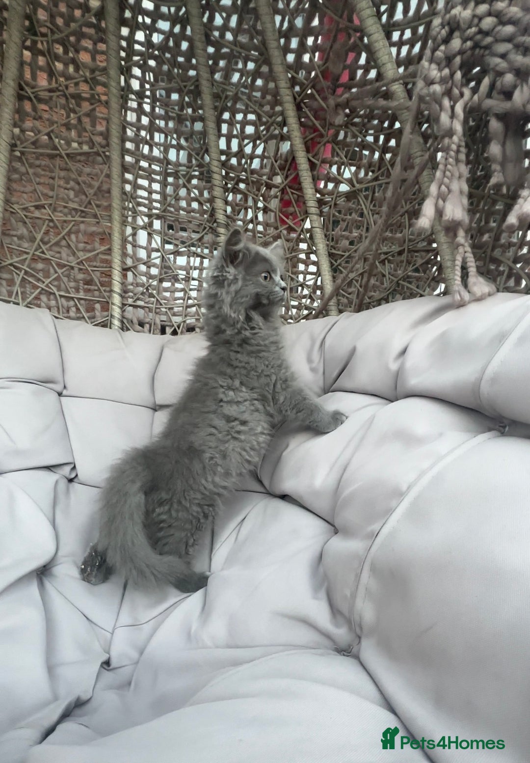 Scottish Fold cats for sale: Loved Sottish kittens to go x2 - Image 9