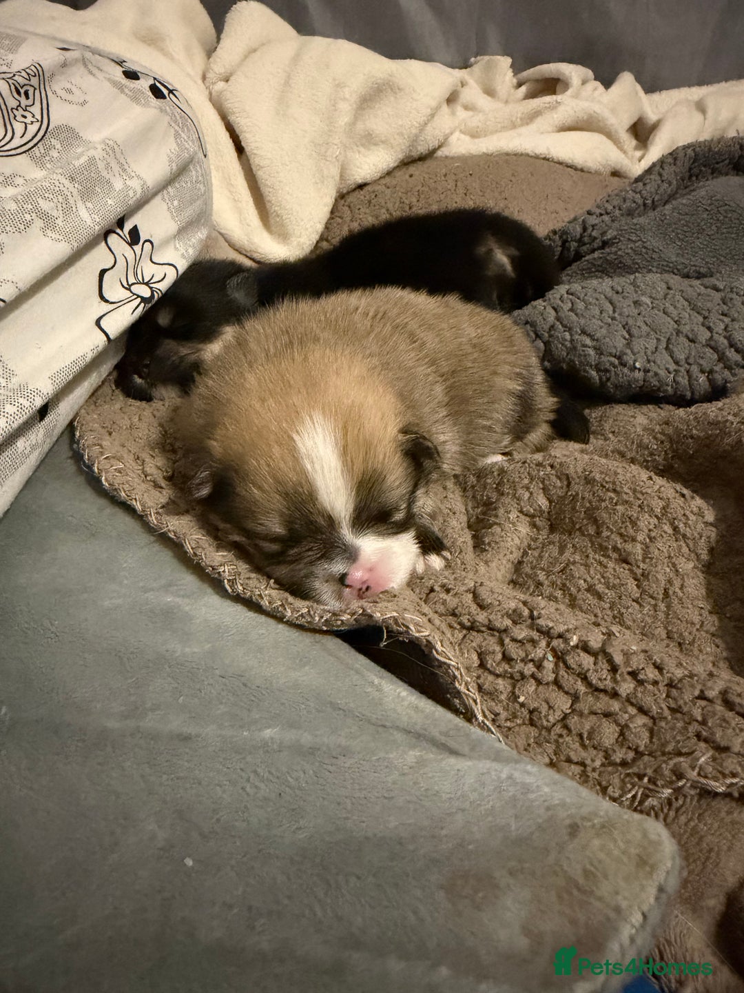 Pomeranian dogs for sale: EXTRA SMALL POMERANIAN PUPPIES  - Advert 31