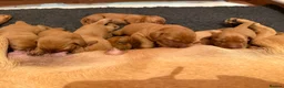 Labrador Retriever dogs for sale: Stunning litter of Fox Red Labrador puppies  - Advert 15