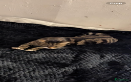 Bengal cats for sale: Kittens mom is bengal  - Image 6