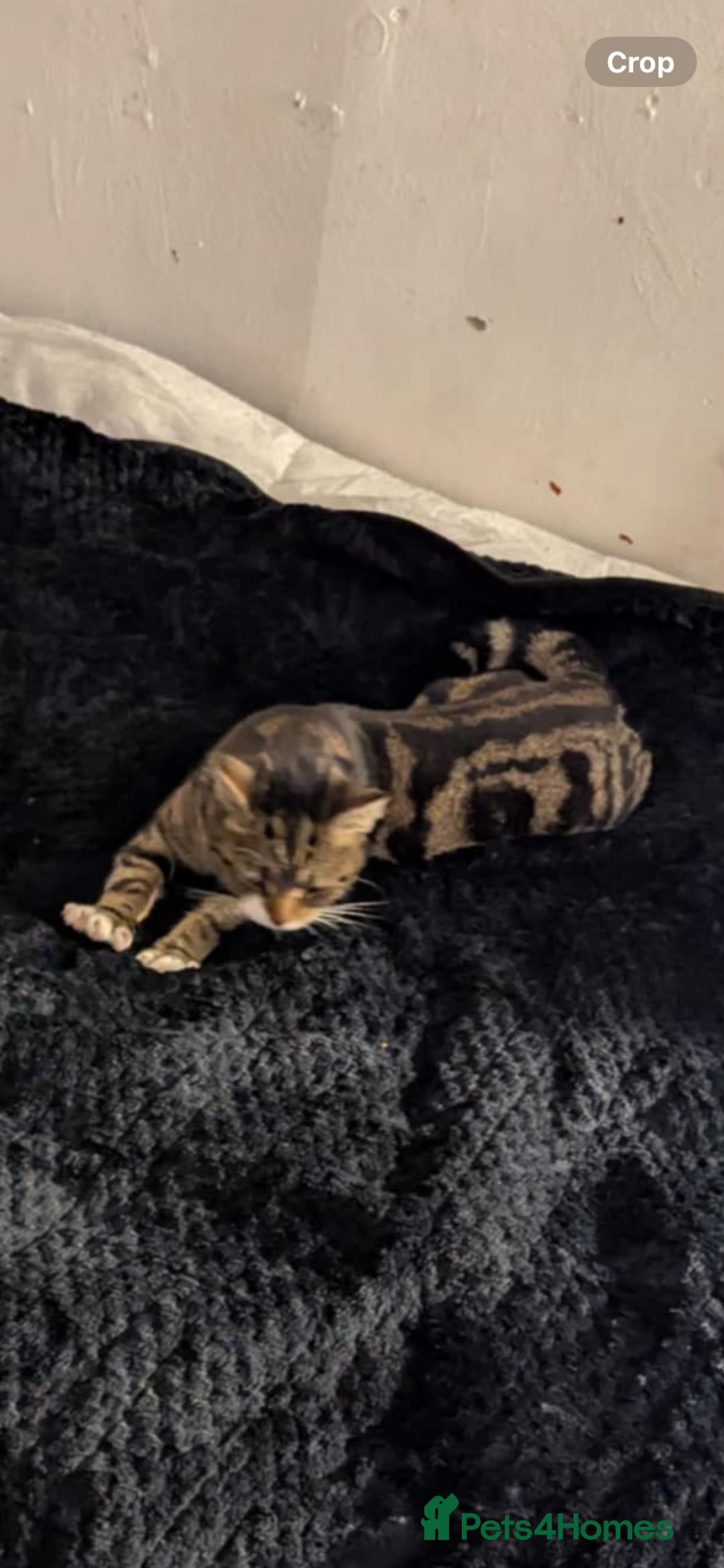 Bengal cats for sale: Kittens mom is bengal  - Image 6