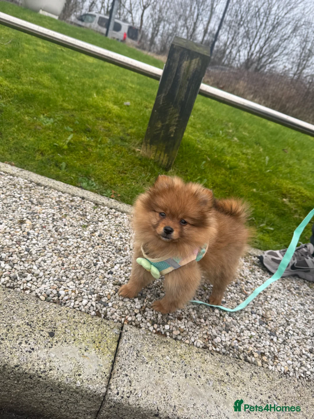 Pomeranian dogs for sale: 🌸 TINY PRINCESS POMPOM 🌸 RED SABLE TEENY TINY 🌸 - Advert 6