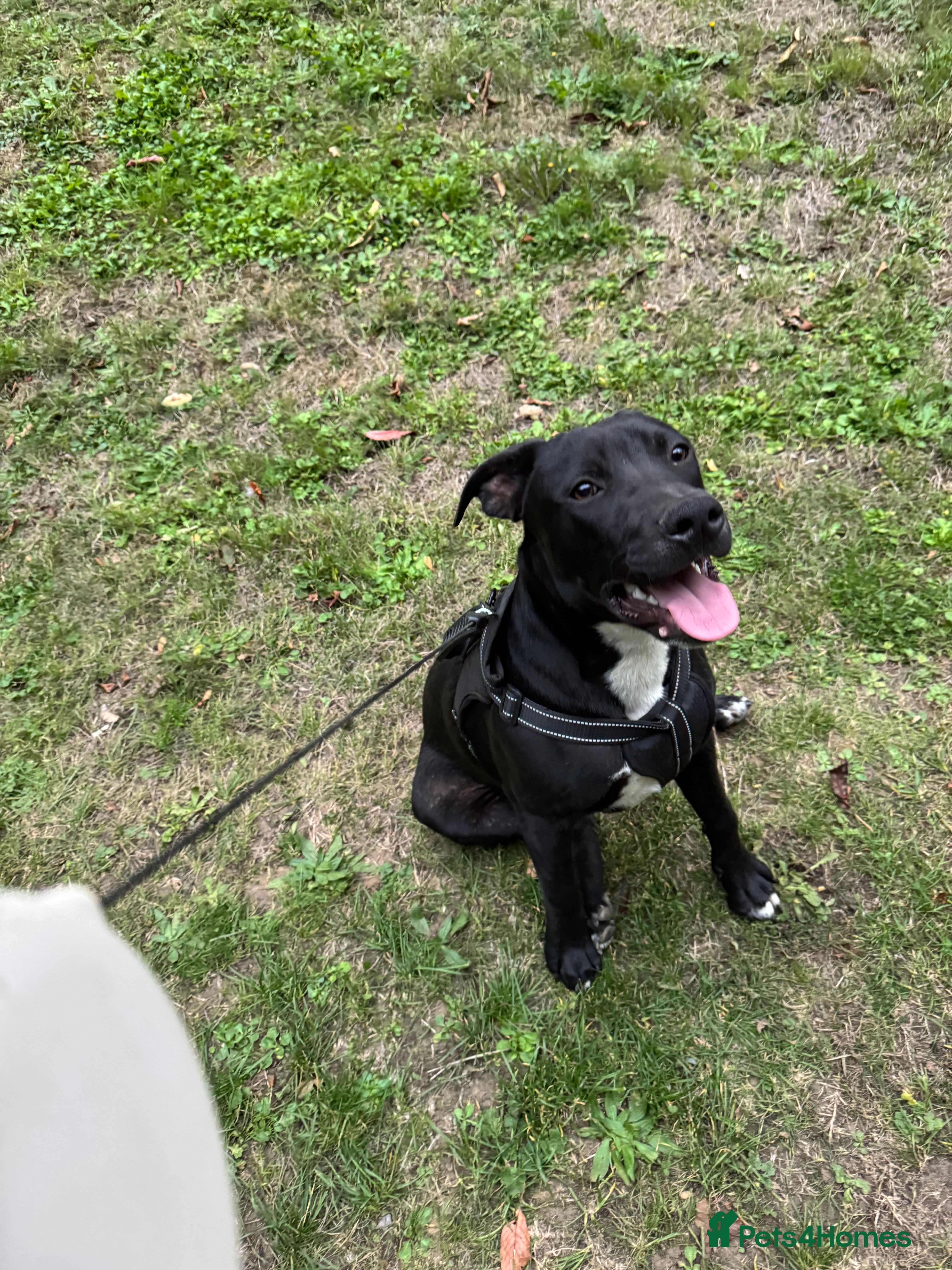 Mixed Breed dogs staff x jack russel - Advert 17