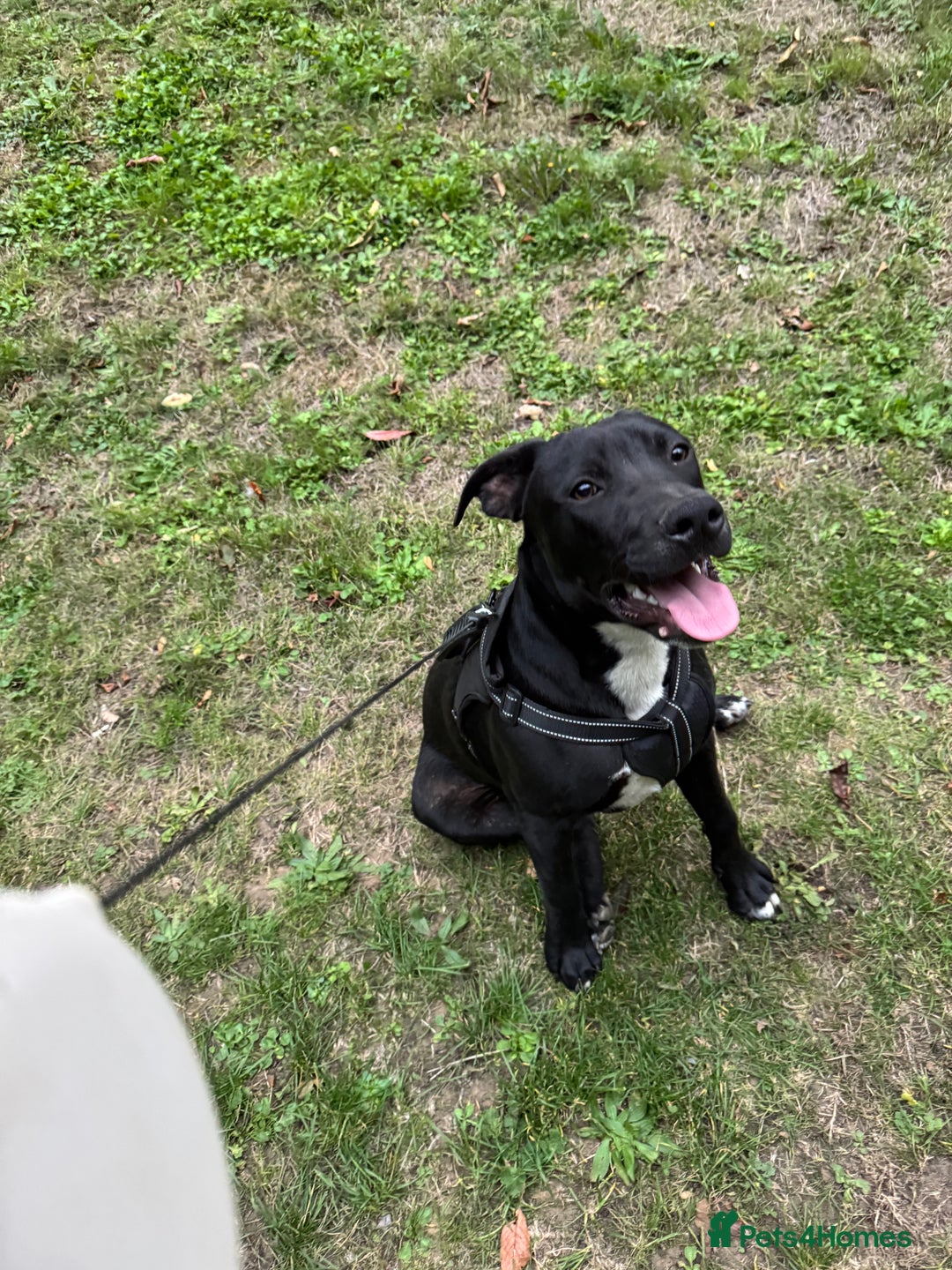 Mixed Breed dogs for sale: staff x jack russel - Advert 1