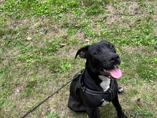 Mixed Breed dogs staff x jack russel - Advert 3