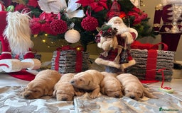 Labrador Retriever dogs for sale: Adorable fox red puppies  - Advert 6