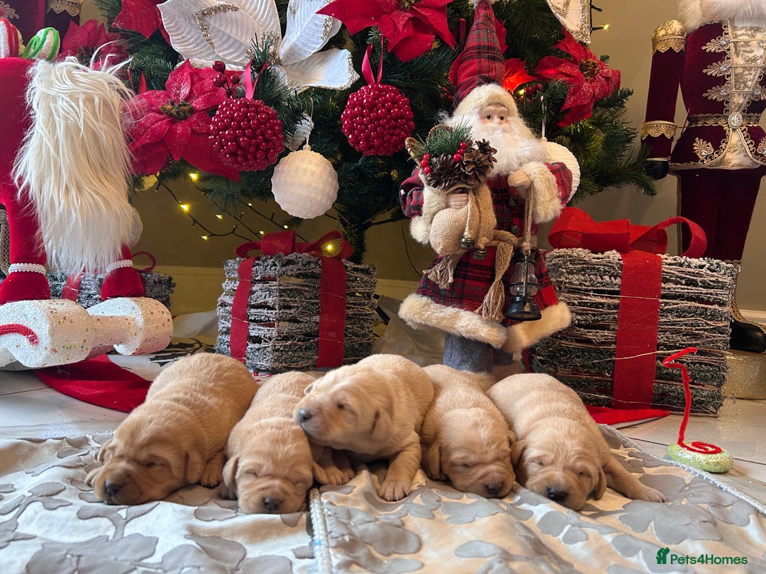 Labrador Retriever dogs for sale: Adorable fox red puppies  - Advert 6