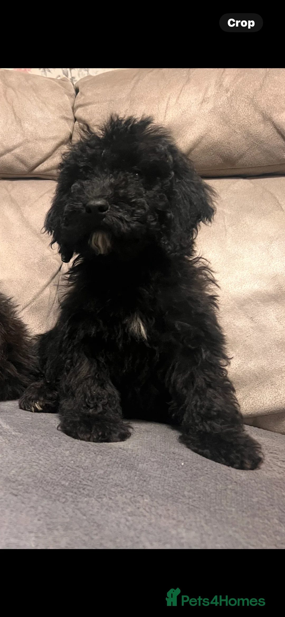 Cockapoo dogs for sale: 🐶 Black Girl (Tiny) 🐶 - Advert 24
