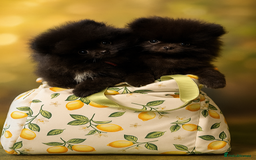 Pomeranian dogs for sale: TINY BLACK POMERANIAN PUPPIES ALERT - Image 3