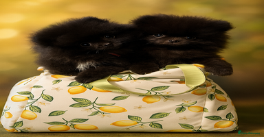 Pomeranian dogs - Advert 3