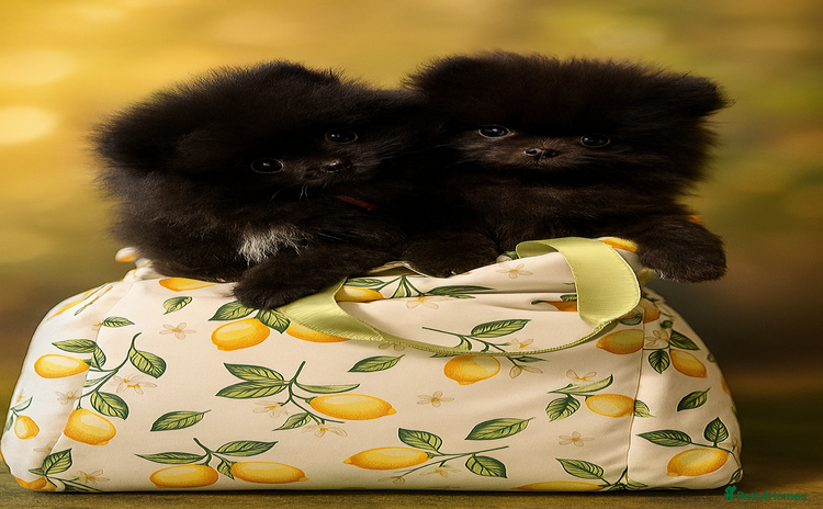 Pomeranian dogs - Advert 3