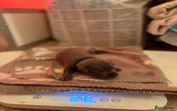 Staffordshire Bull Terrier dogs for sale: 🏆4 multi int champion Zeus Kante Pups for sale 🏆 - Image 10