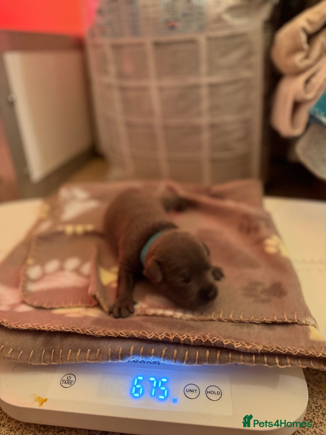 Staffordshire Bull Terrier dogs for sale: 🏆4 multi int champion Zeus Kante Pups for sale 🏆 - Image 10