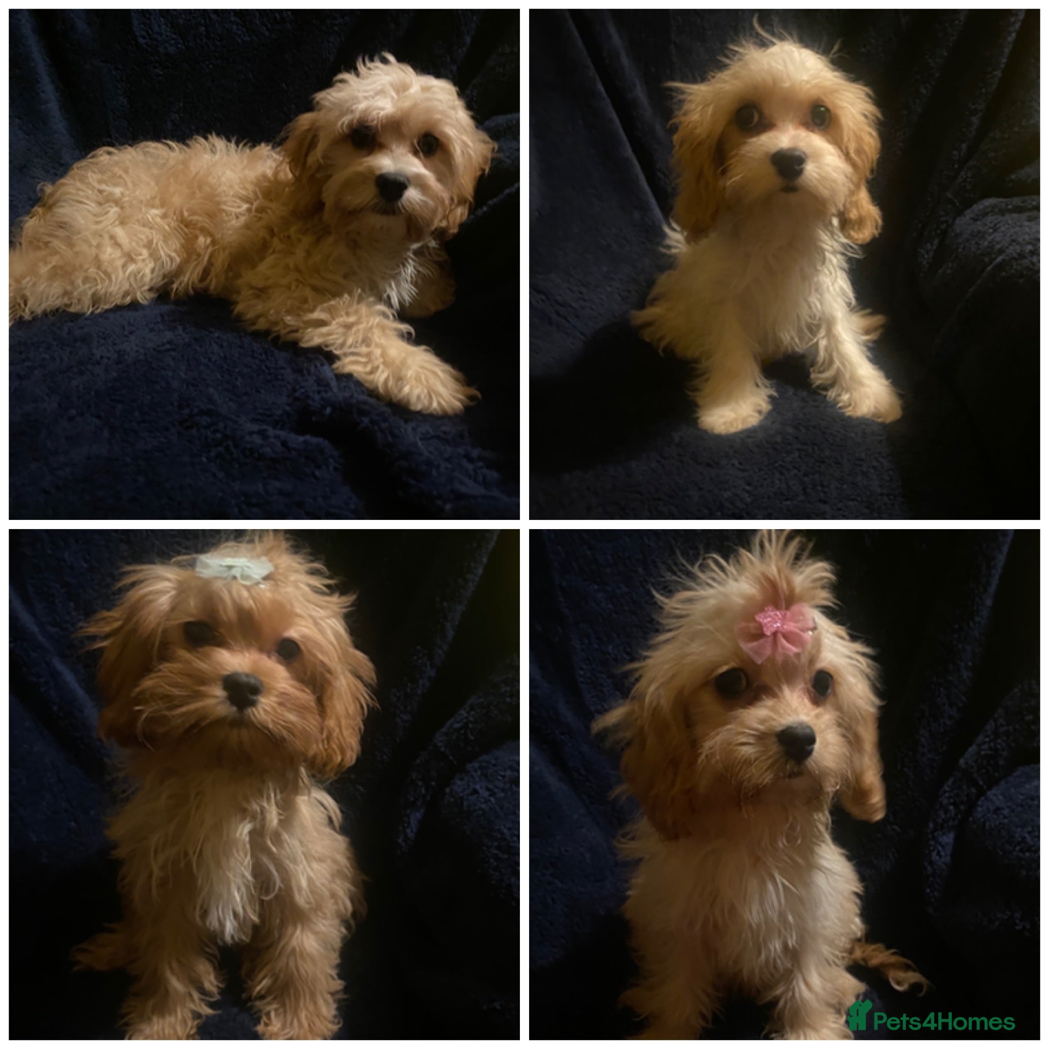 Maltipoo dogs F1 Maltipoo puppies  - Advert 3