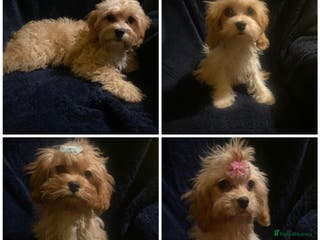 Maltipoo dogs F1 Maltipoo puppies - Advert 2