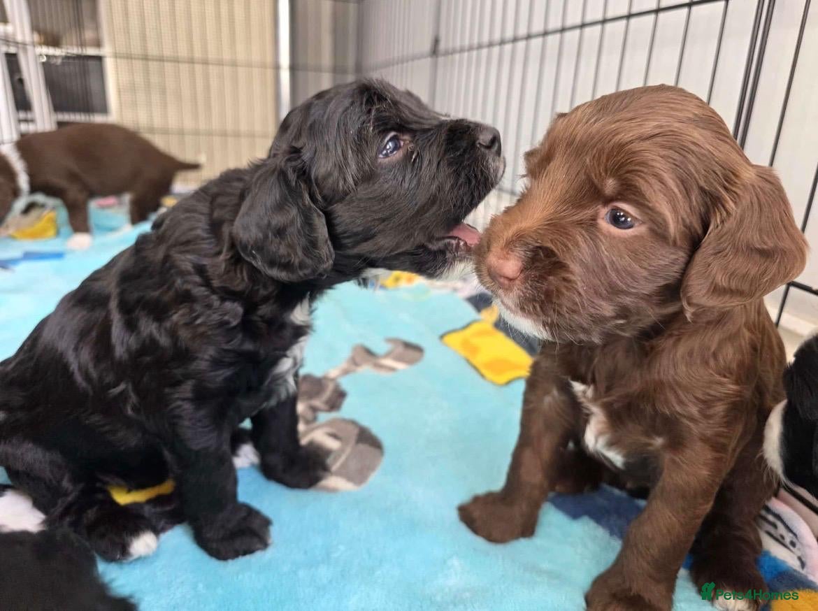 Mixed Breed dogs Bordoodle X Springer Spaniel puppies  - Advert 10