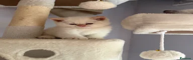 Selkirk Rex 1
